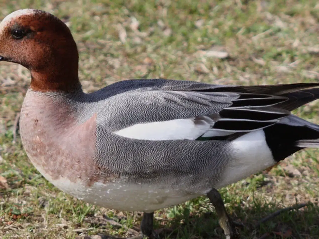 Billede 2 - Prydænder søges