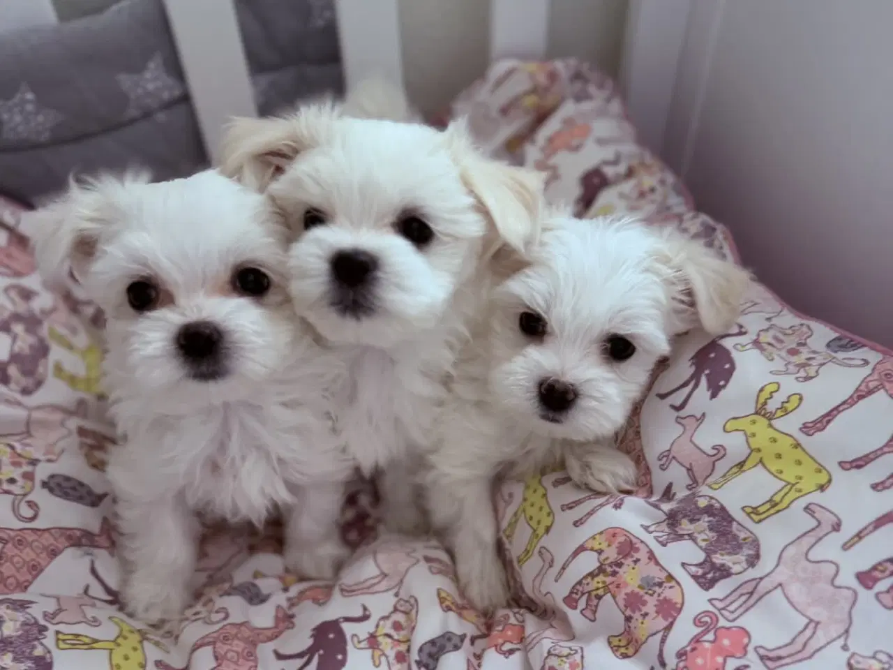 Billede 3 - Malteser 8 uger