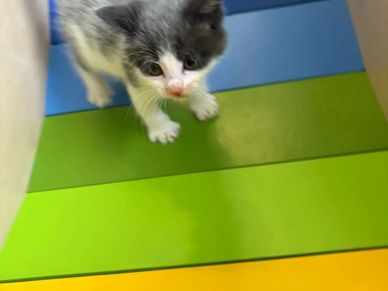 Billede 4 - Kattekillinger