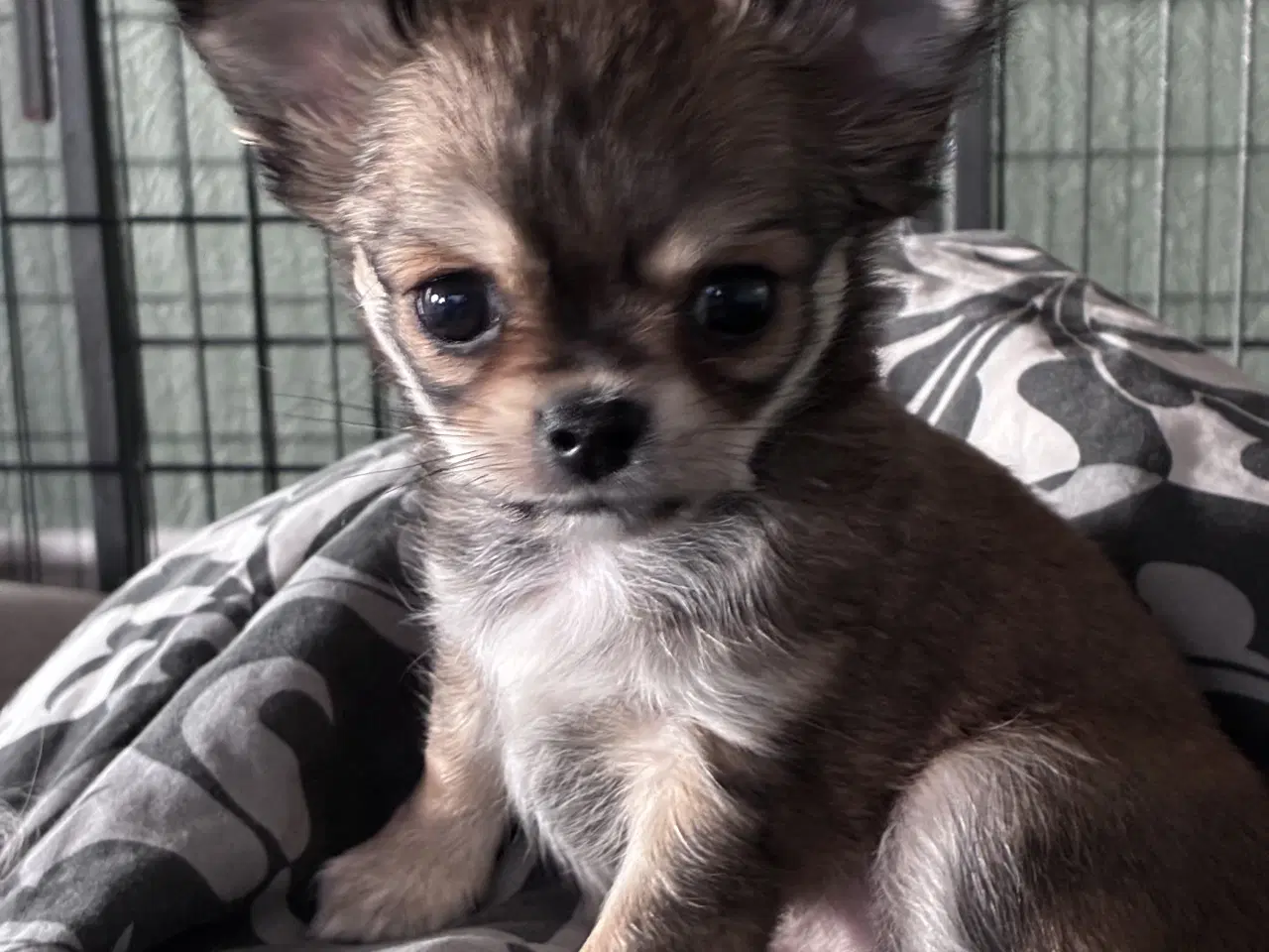 Billede 4 - DKK Chihuahua 