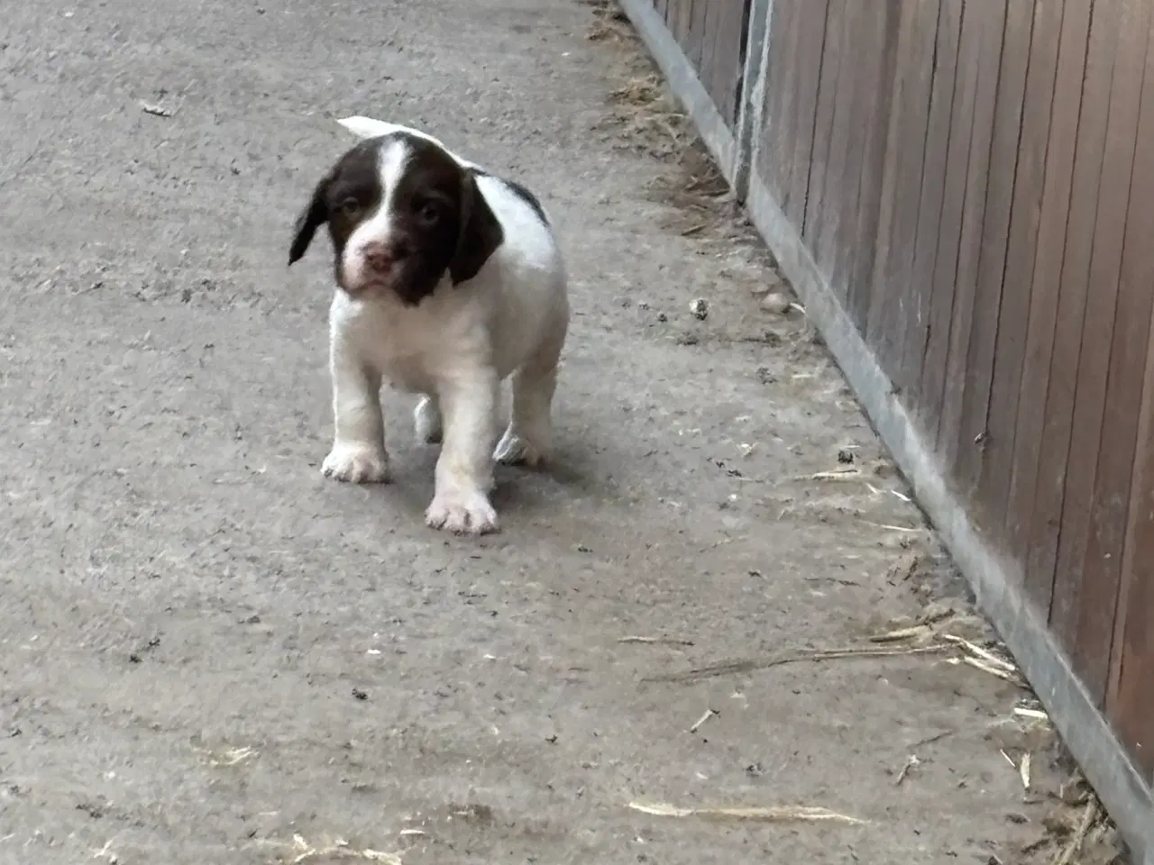 Billede 3 - Ft springer 