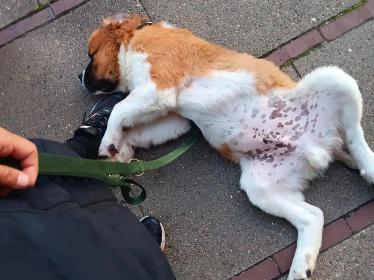 Billede 2 - Hunde hvalp