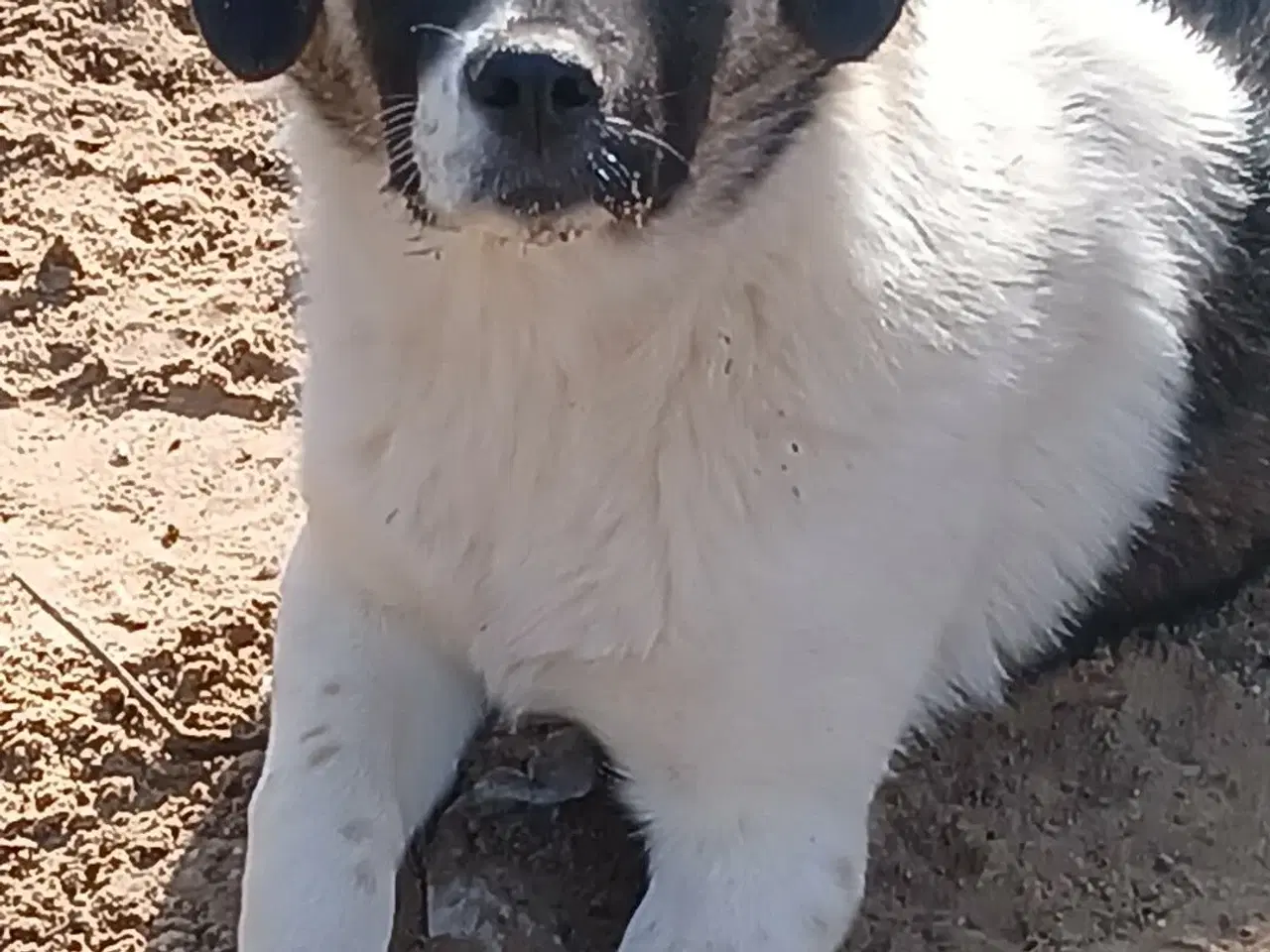 Billede 9 - Smukkeste Savannah 🩷