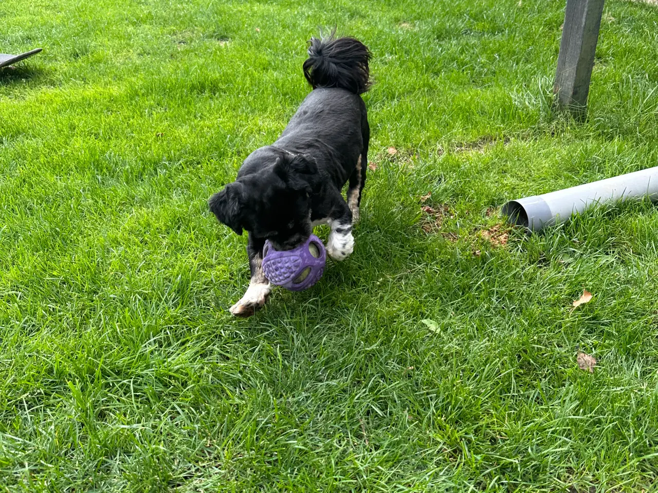 Billede 10 - lhasa apso/shih tzu