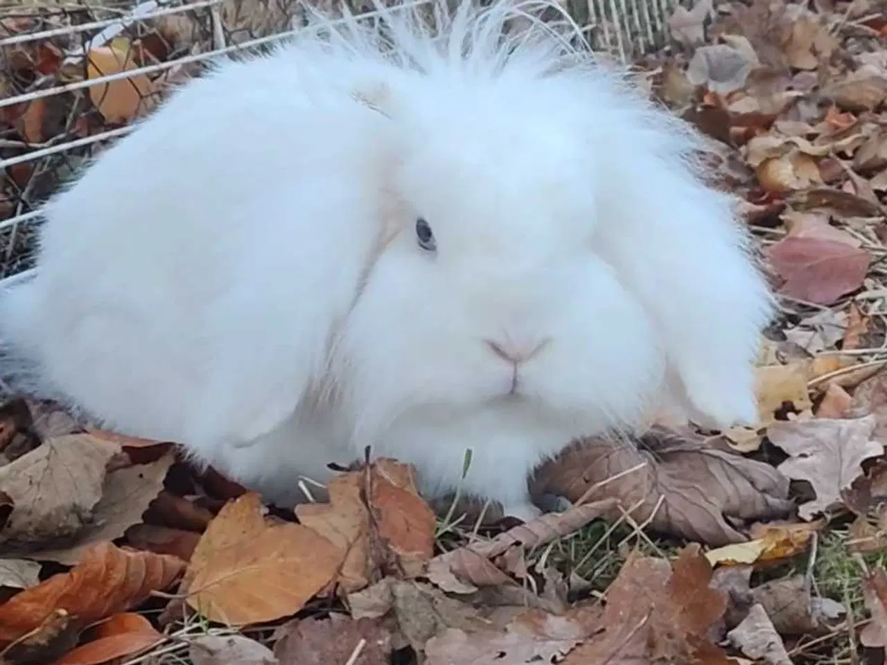 Billede 5 - Kastreret han og Neutraliseret hun 🍀