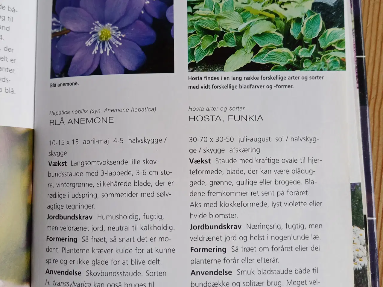 Billede 4 - Blomsterhaven af Jane Schul
