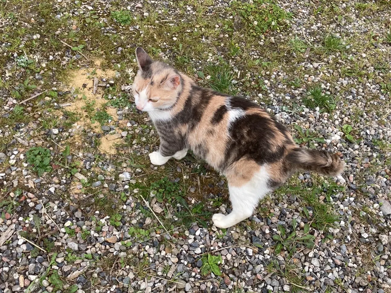 Billede 8 - Kat nogle der savner den? 