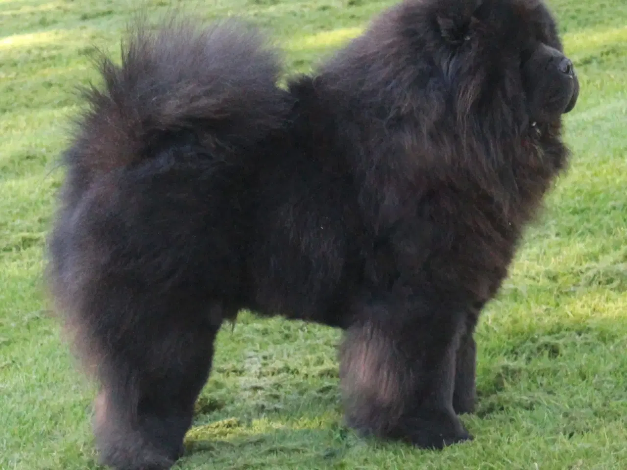 Billede 15 - Chow chow