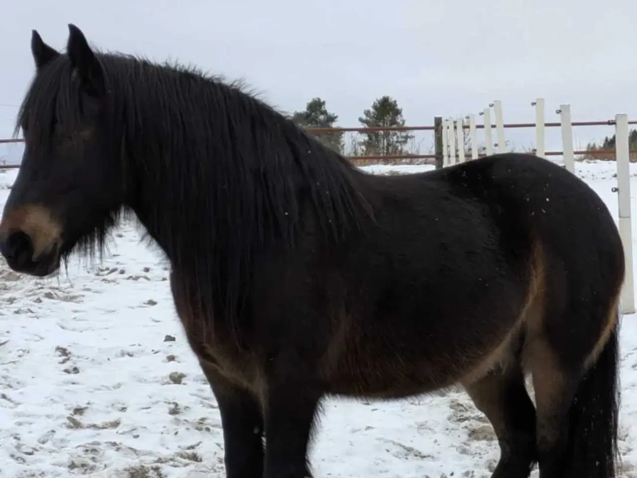 Billede 4 - Køre og ridehest 