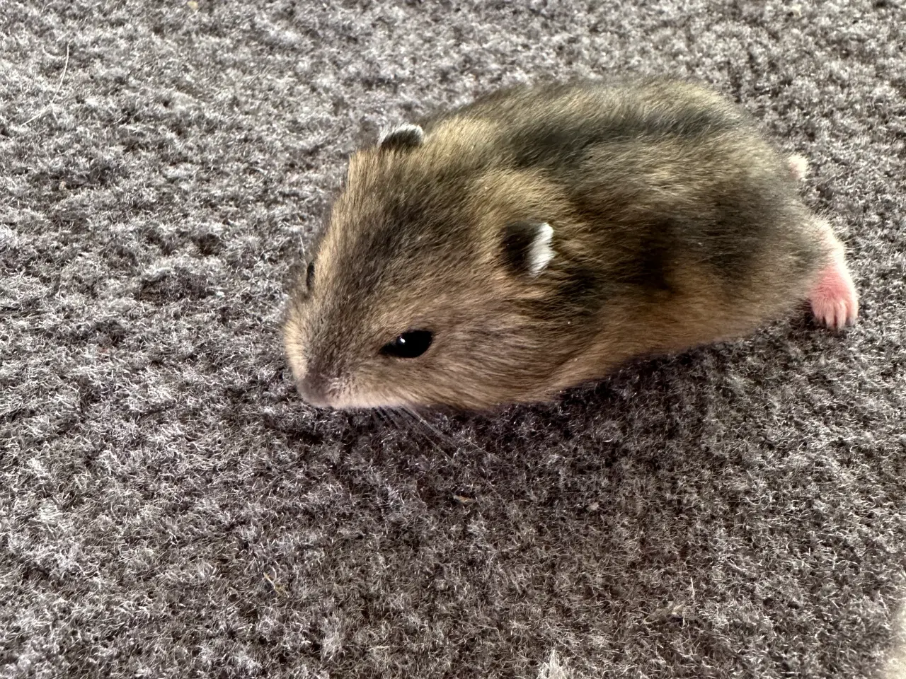Billede 4 - Hamsterunger