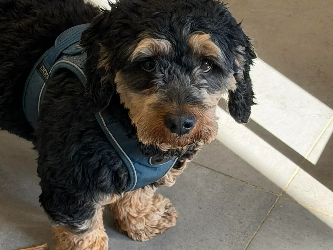 Billede 4 - 🐾 Søde Balder søger sit helt rette hjem 🐾