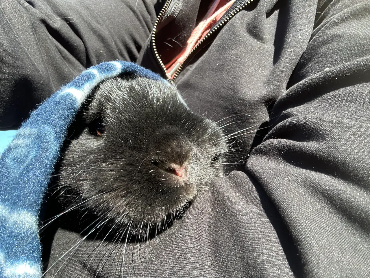 Billede 2 - Østrigsk Hopkanin / Kælekanin sælges