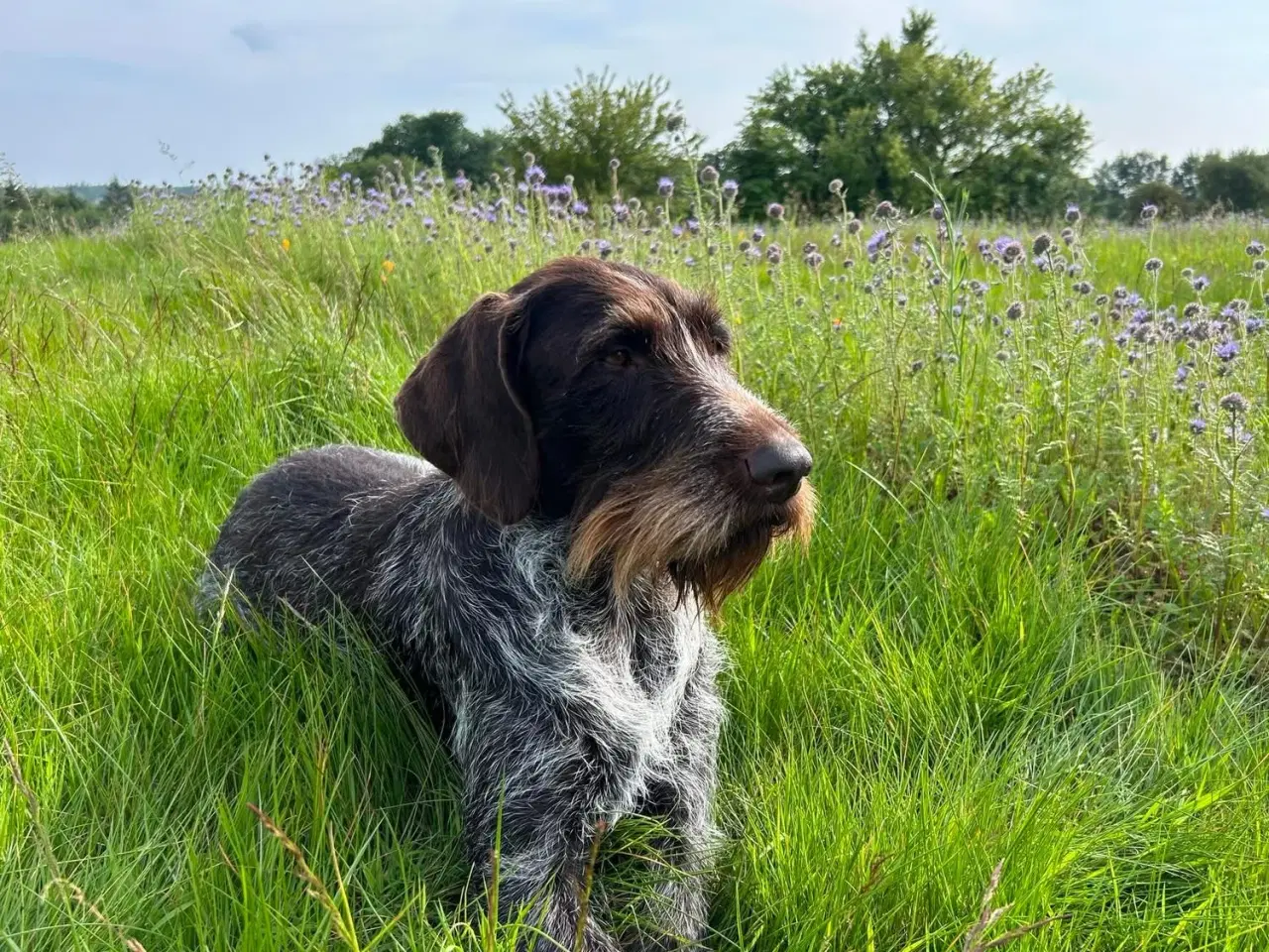 Billede 16 - Rughårede hønsehunds hvalpe