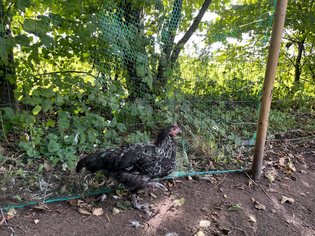 Billede 5 - 3høns + 1hane blanding lys Sussex / Australorps