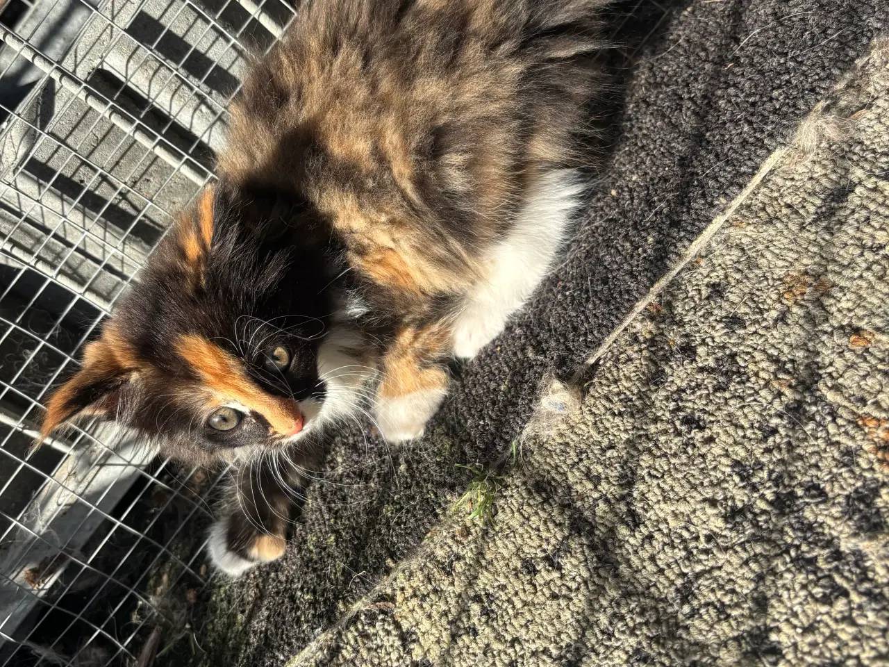 Billede 5 - Maine Coon killinger 