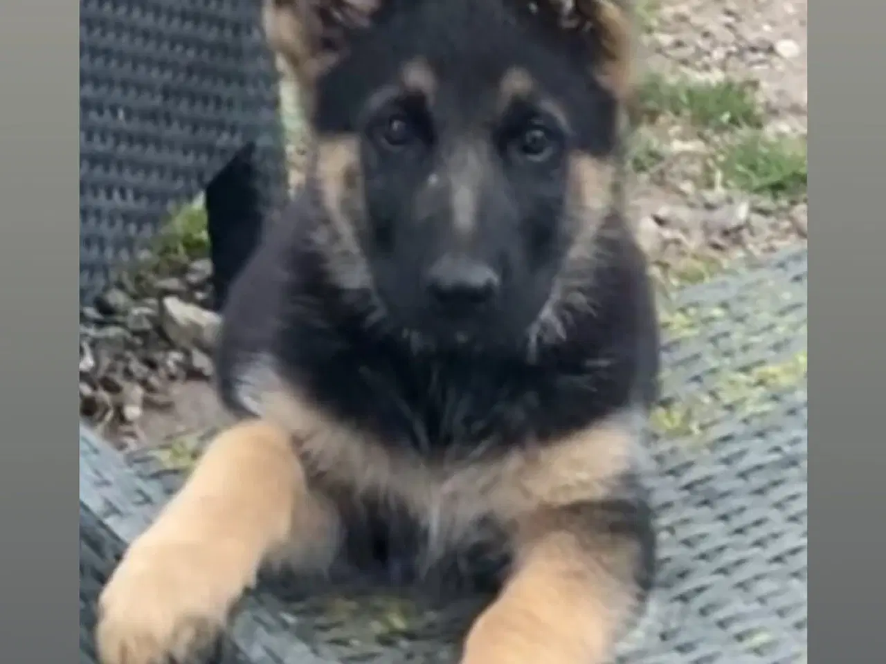 Billede 3 - Schæfer hvalpe der søger nyt hjem🐶