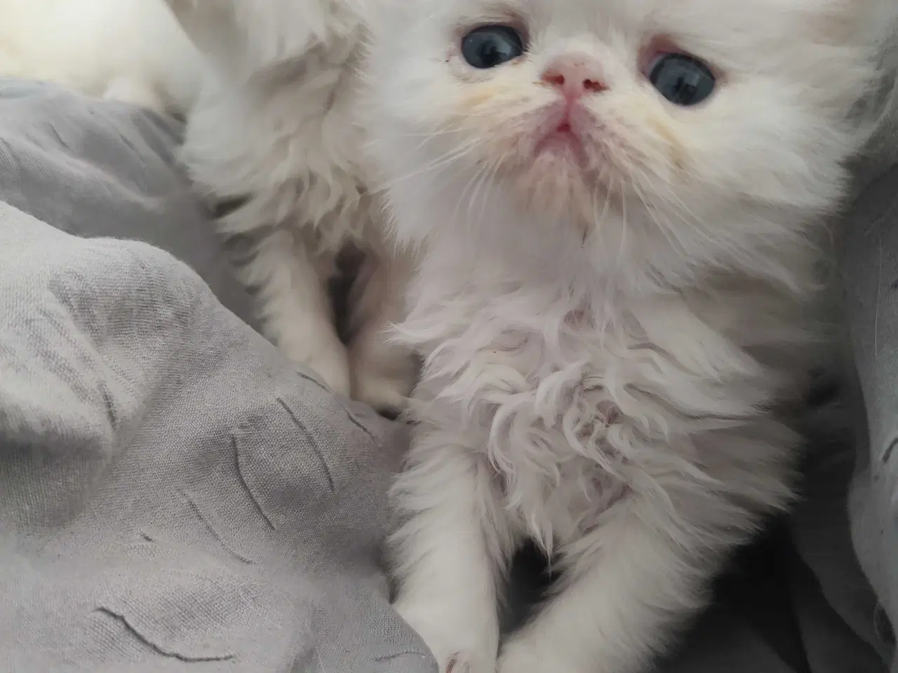 Billede 2 - Perser killinger 