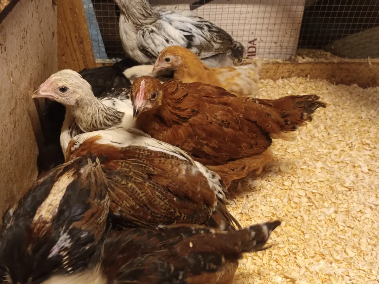 Billede 3 - Varmefri blandings kyllinger