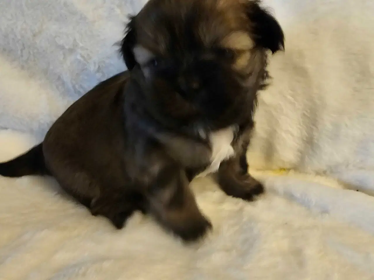 Billede 6 - 3 dejlige hvalpe tilbage🩵🩵 🩷