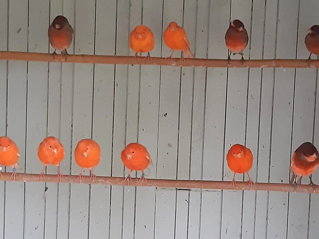 Billede 3 - kanariefugle-, rødorange,- og brogede