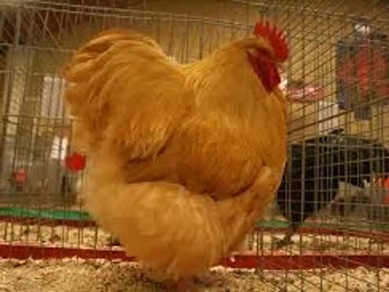 Billede 1 - Orpington høns + 1 hane KØBES