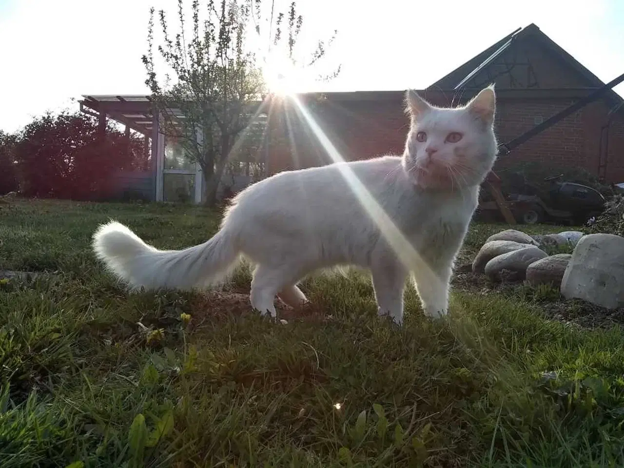Billede 6 - Maine Coon Bla. 2 Hun-Killinger🐈