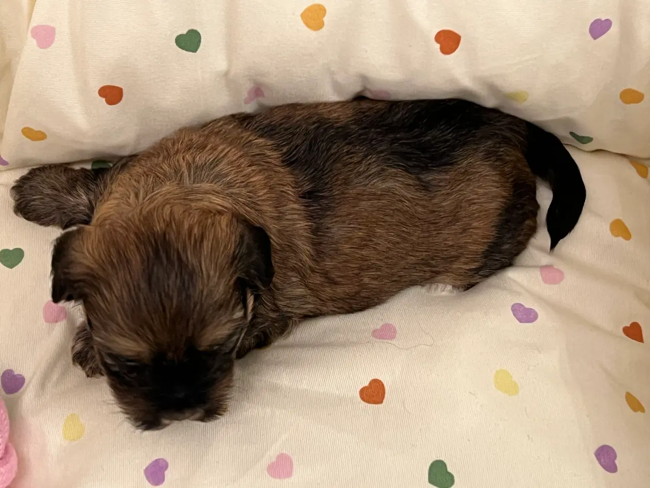 Billede 9 - 💕Skal Wilma være din 💕