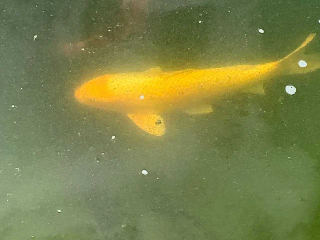 Billede 8 - Koi, guldfisk og forskellige karper