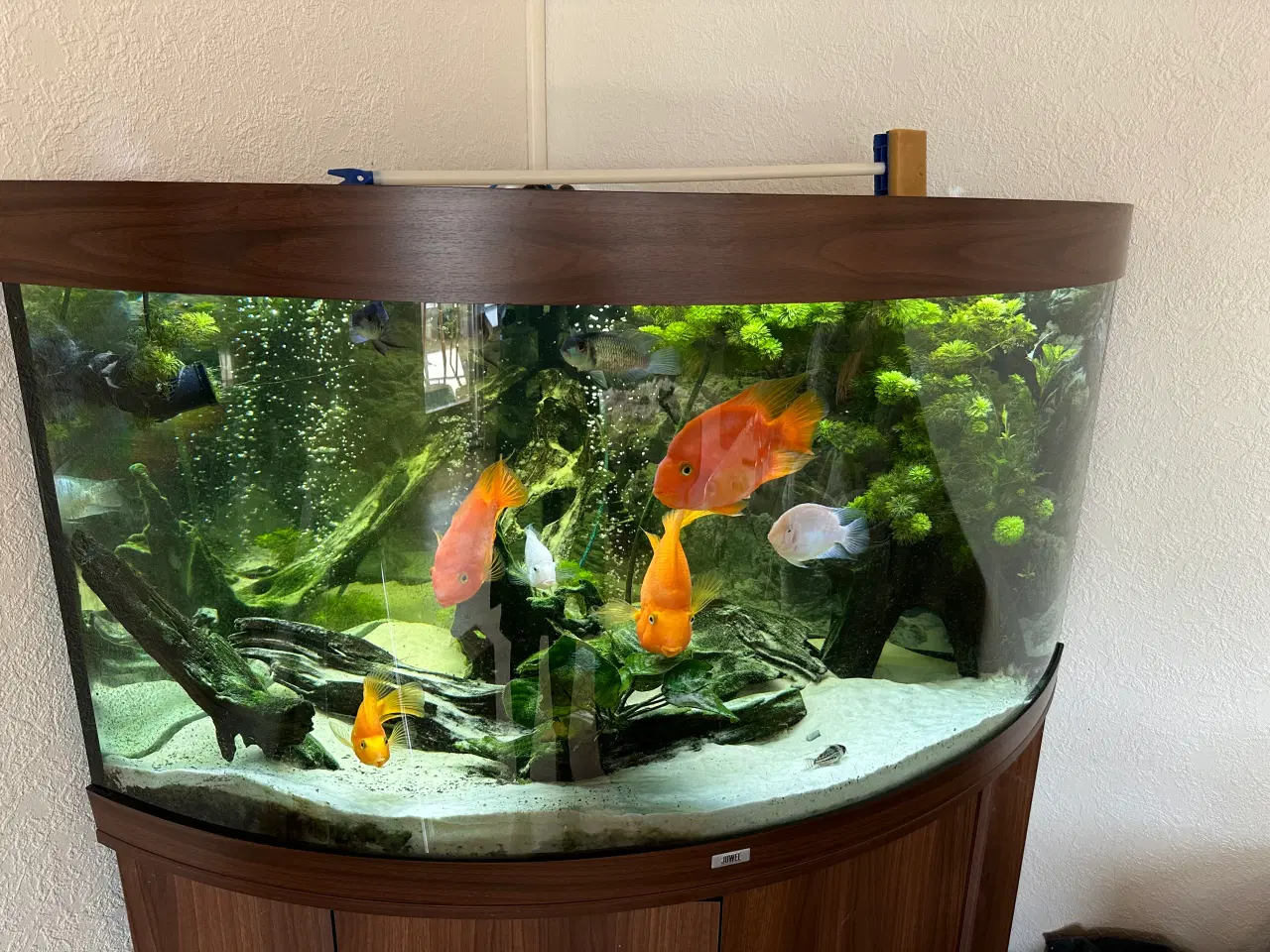 Billede 3 - Akvarie Juwel hjørne 350 l