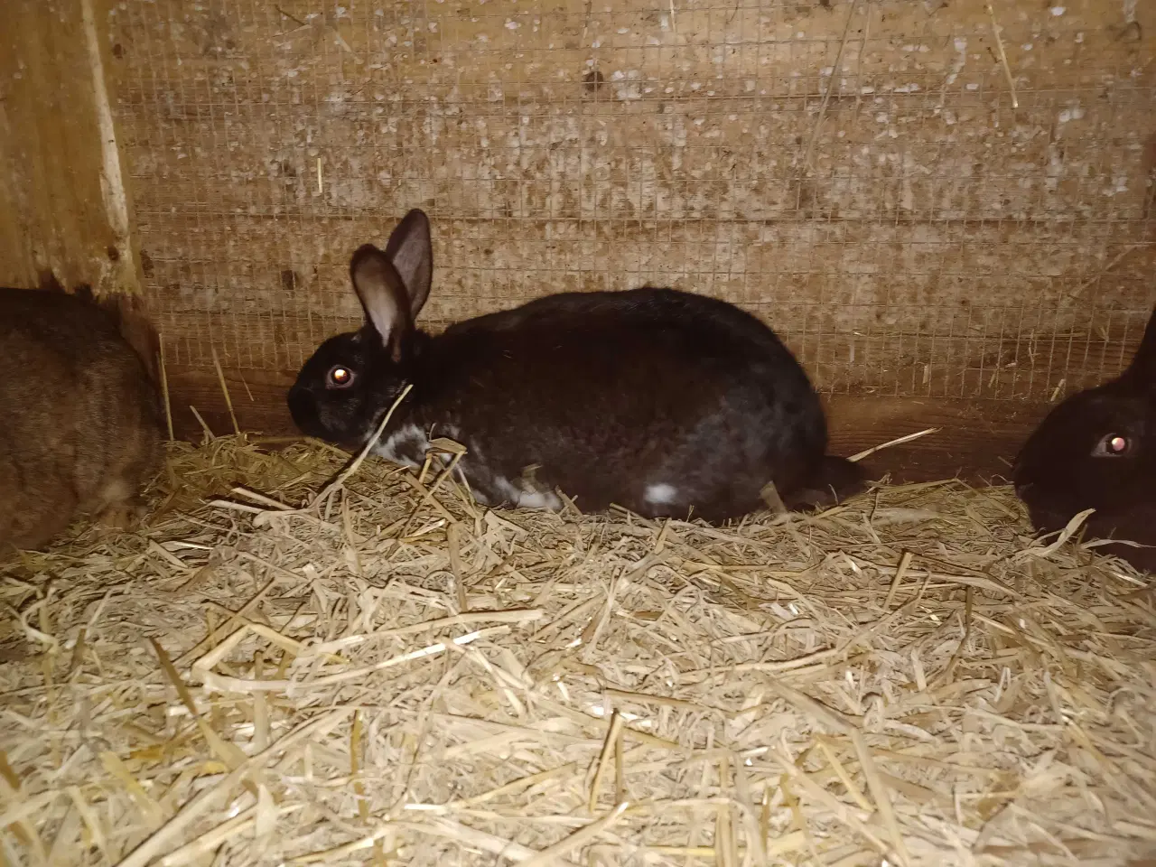 Billede 4 - New Zealand Red blandings hunner