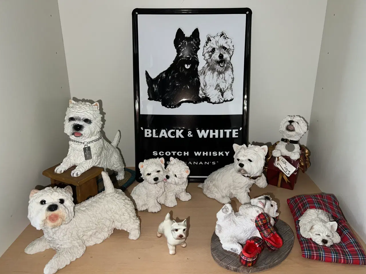 Billede 4 - West highland white terrie div.