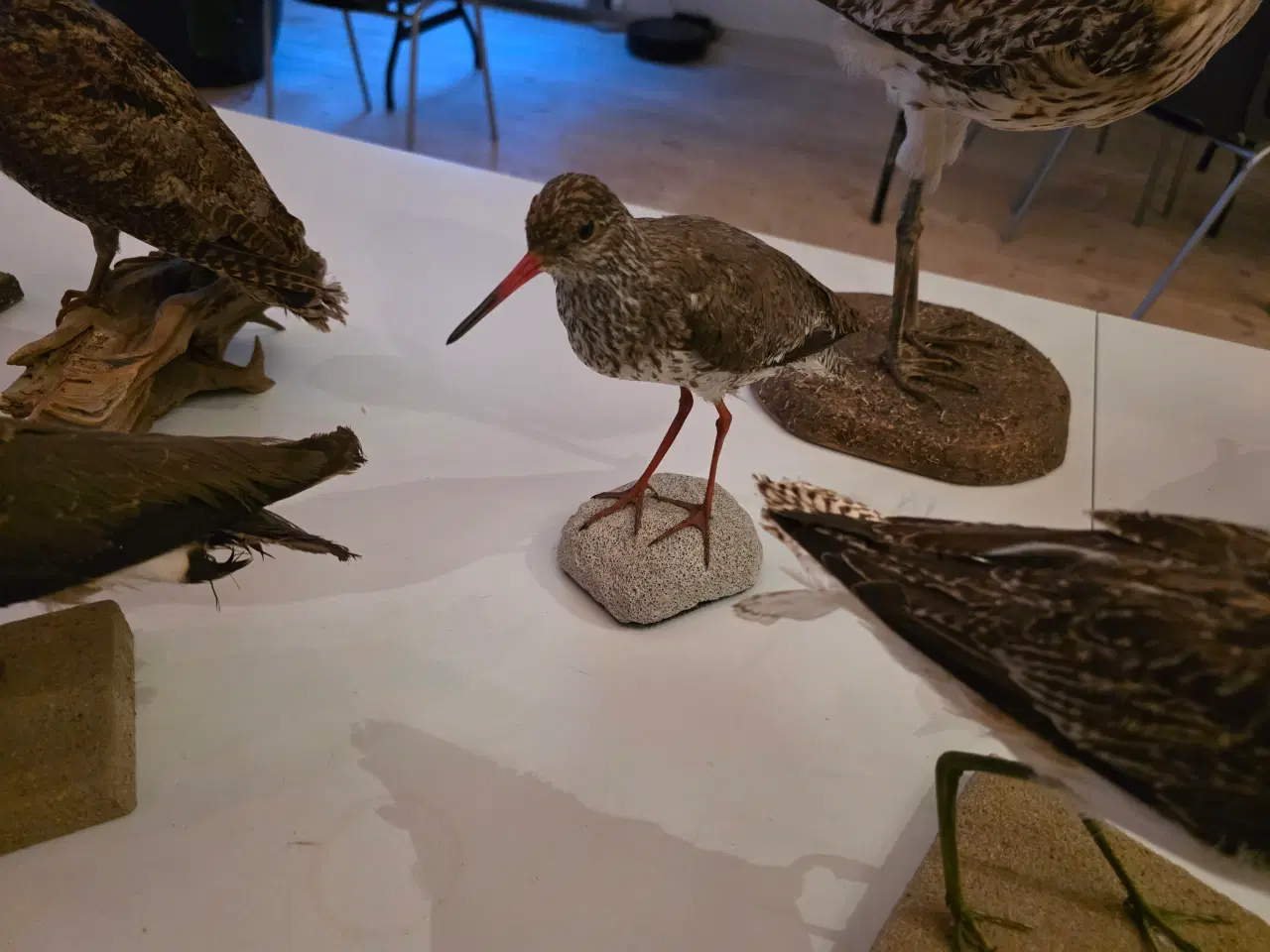 Billede 6 - Vadefugle, sælges samlet eller hver for sig