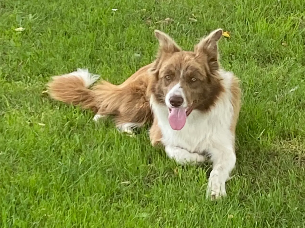 Billede 7 - Border collie tæve