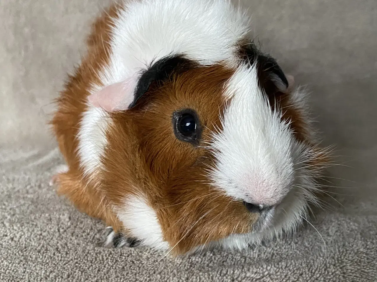 Billede 5 - 2 marsvin