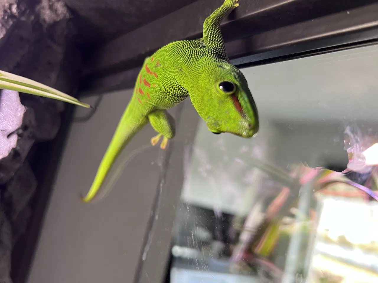 Billede 1 - 1.1 Stor Daggekko par 