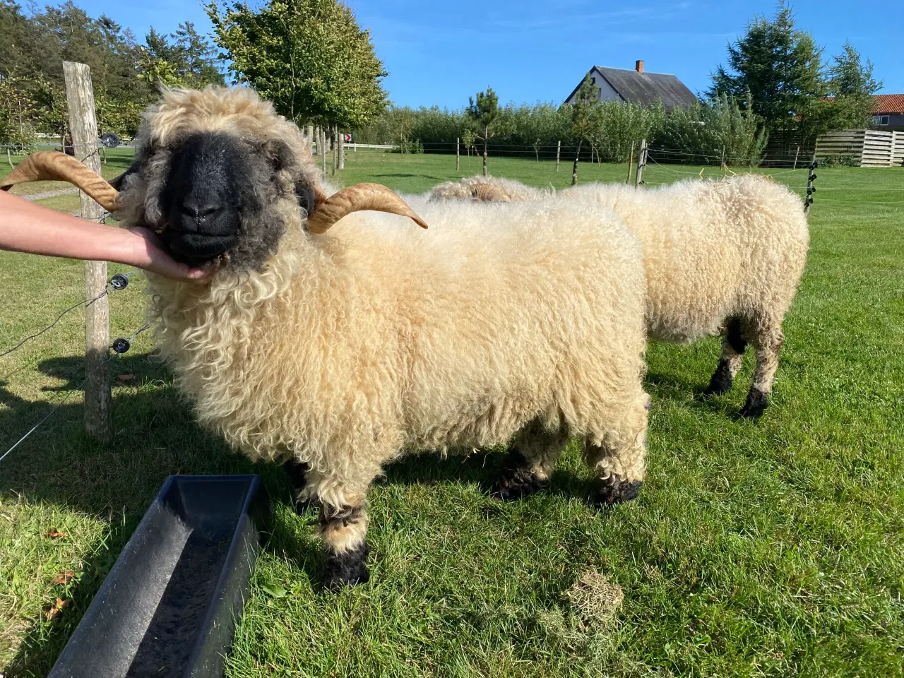 Billede 3 - Valaise Blacknose 