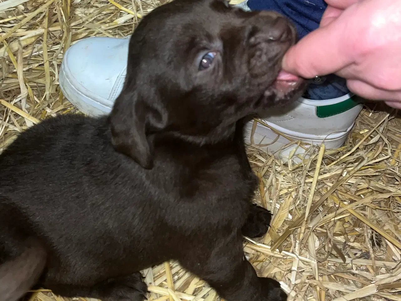 Billede 10 - Skønne brune labradorhvalpe sælges - 5 uger