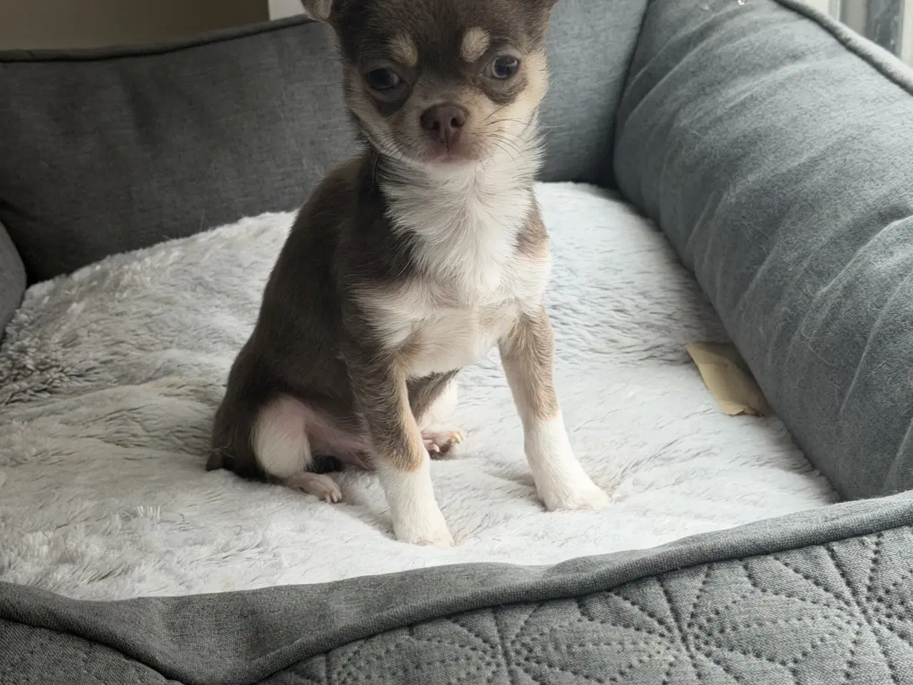 Billede 4 - Brun Chihuahua