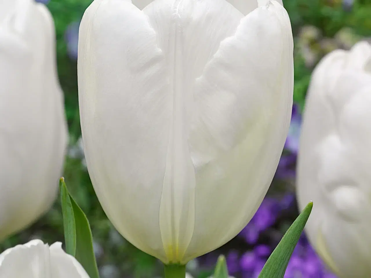 Billede 20 - Tulipanløg - Kæmpe udvalg. Mængderabat fra 2,79 kr