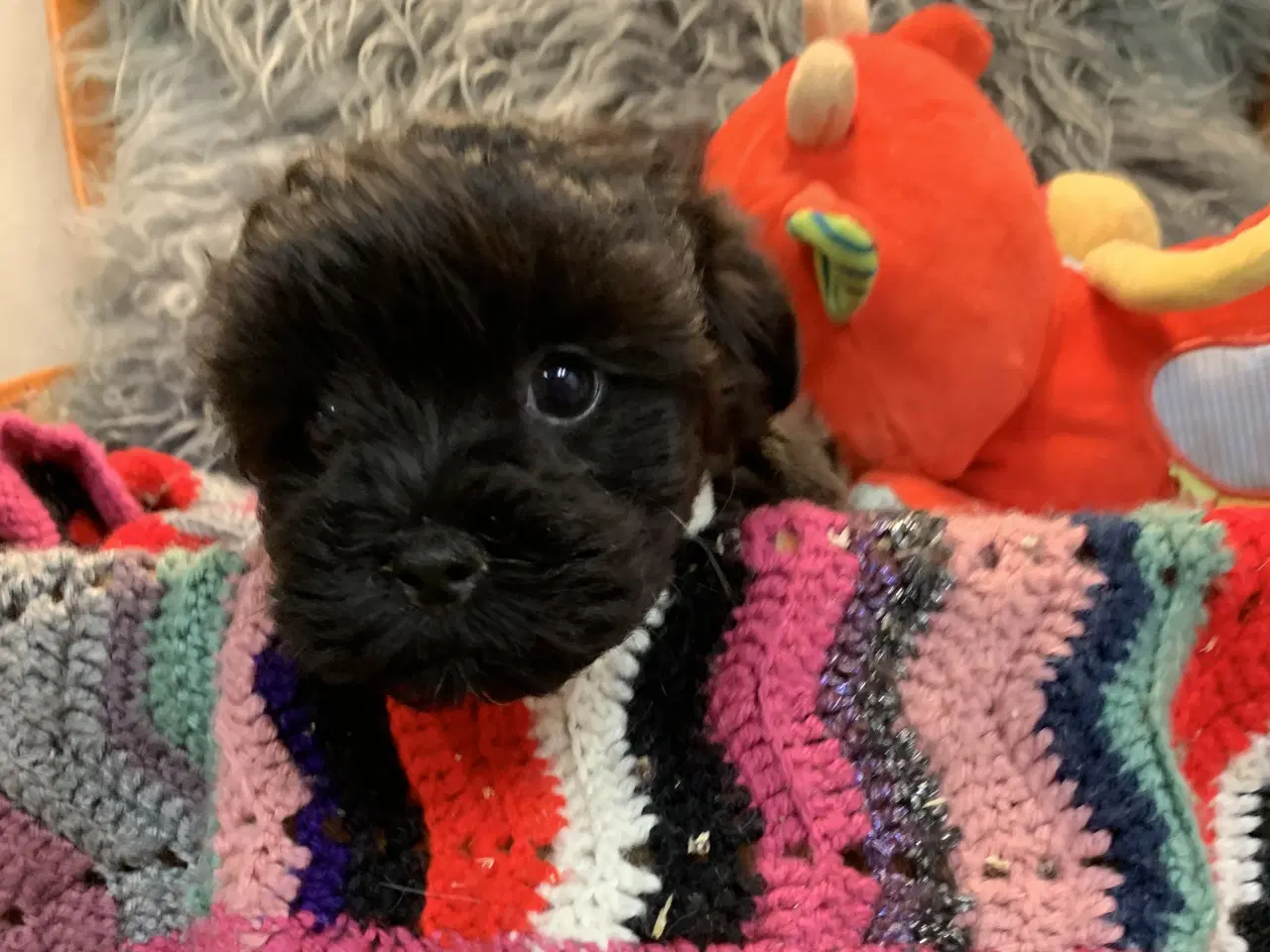 Billede 16 - Små fine Maltipoo babyer er rejseklar nu . 