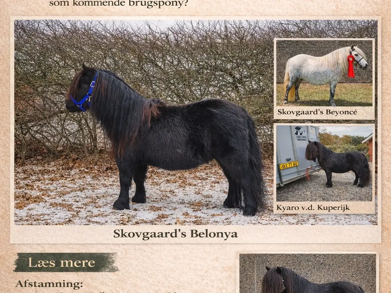 Billede 2 - Shetlandshoppe, 4 år 