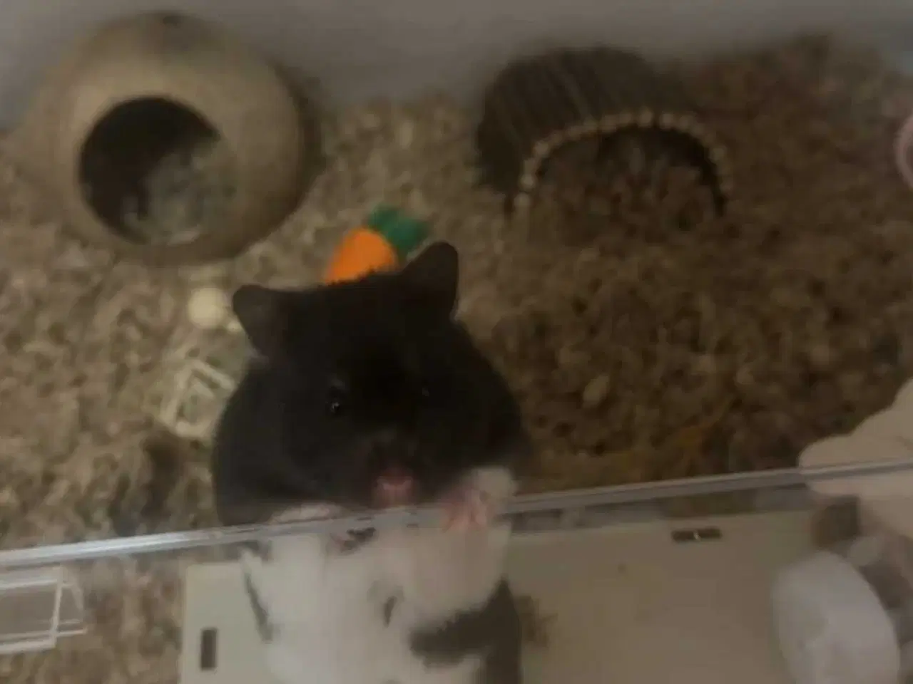 Billede 1 - Sød guldhamster pige