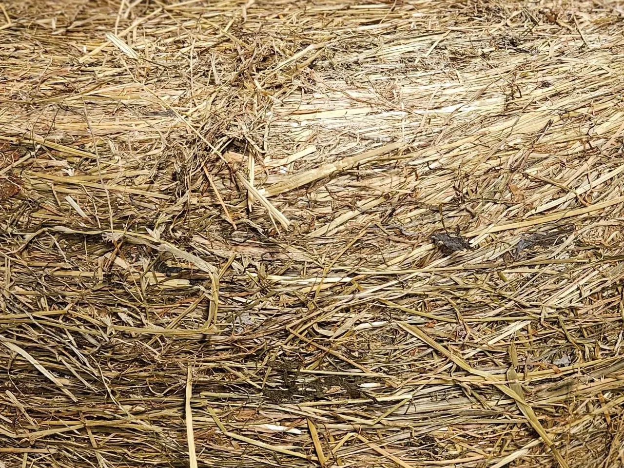 Billede 3 - Wrap af kløvergræs