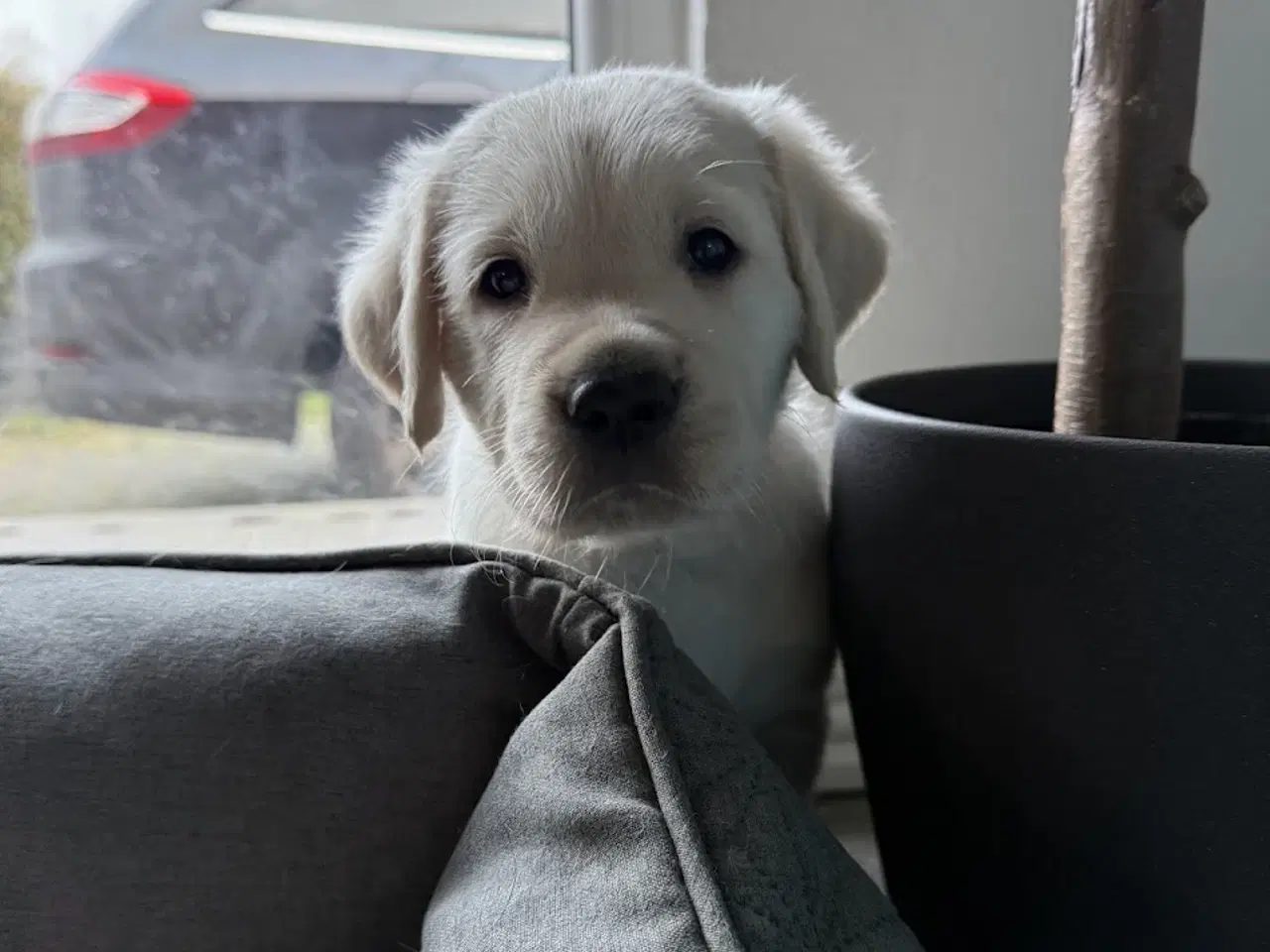 Billede 4 - Labrador/Golden Retriever