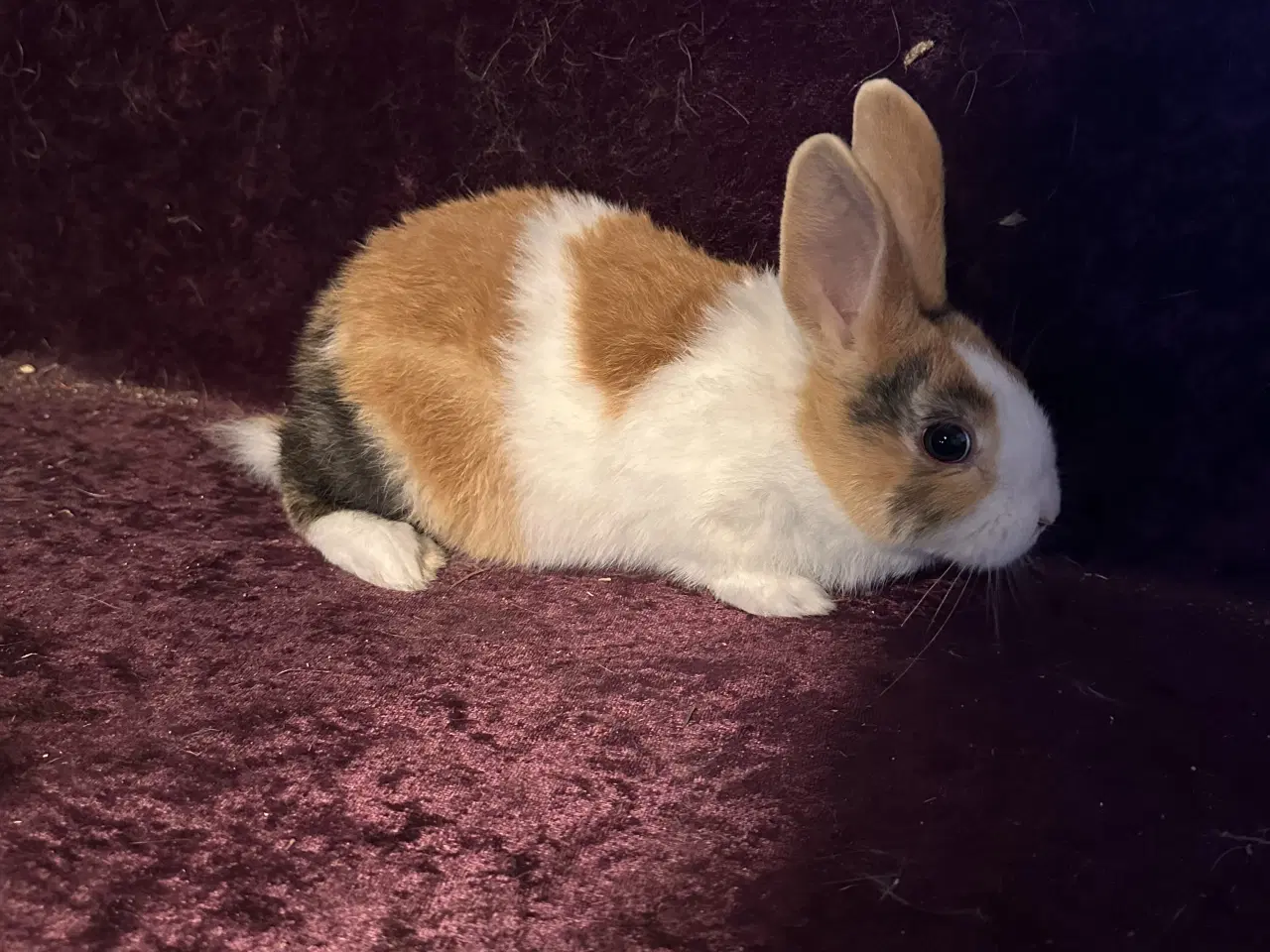 Billede 3 - Hollænder