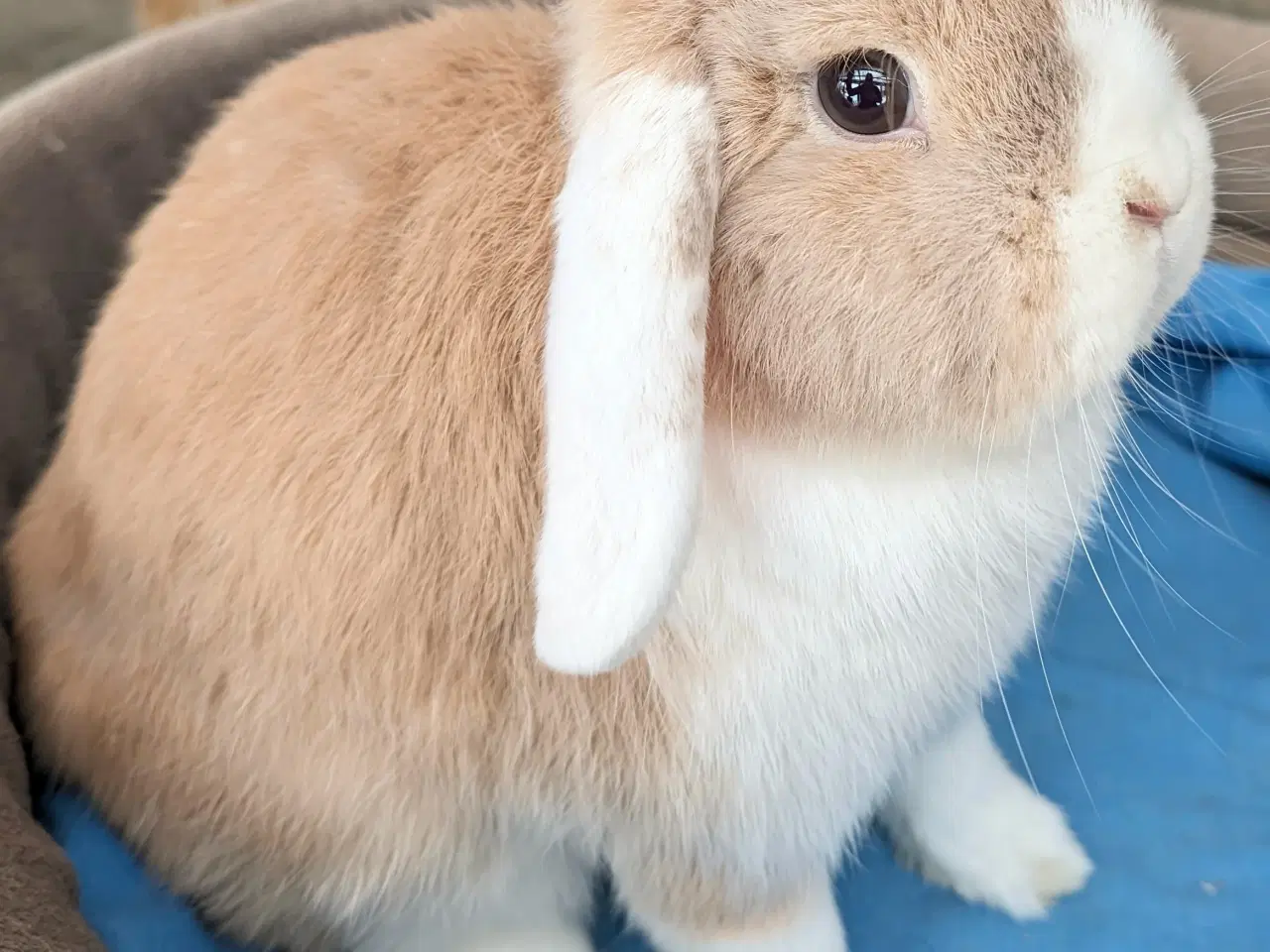 Billede 1 - Kastreret minilop kanin 
