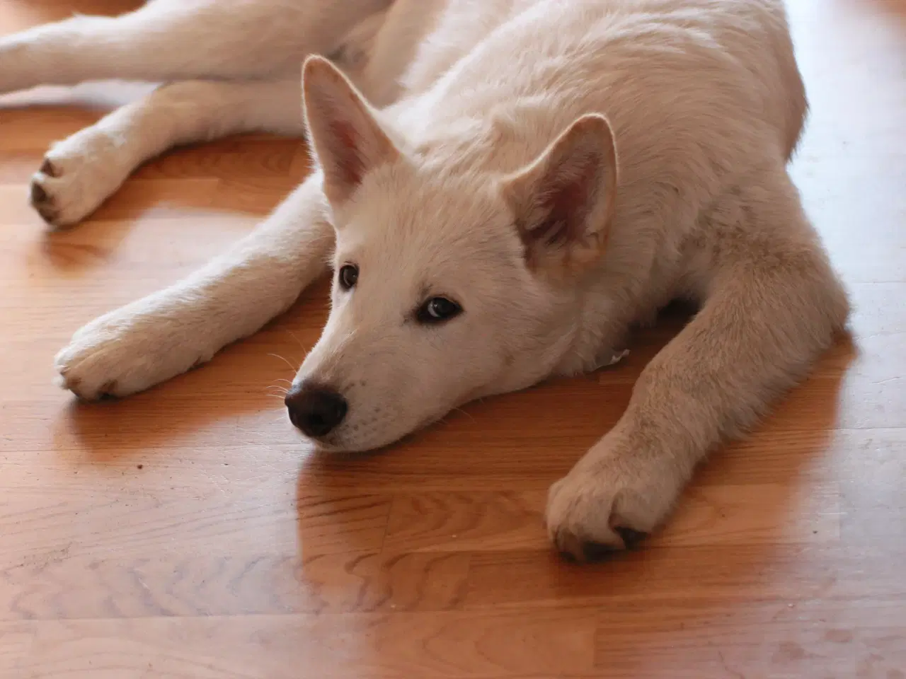 Billede 16 - Samojede / Husky hvalpe 4 måneder