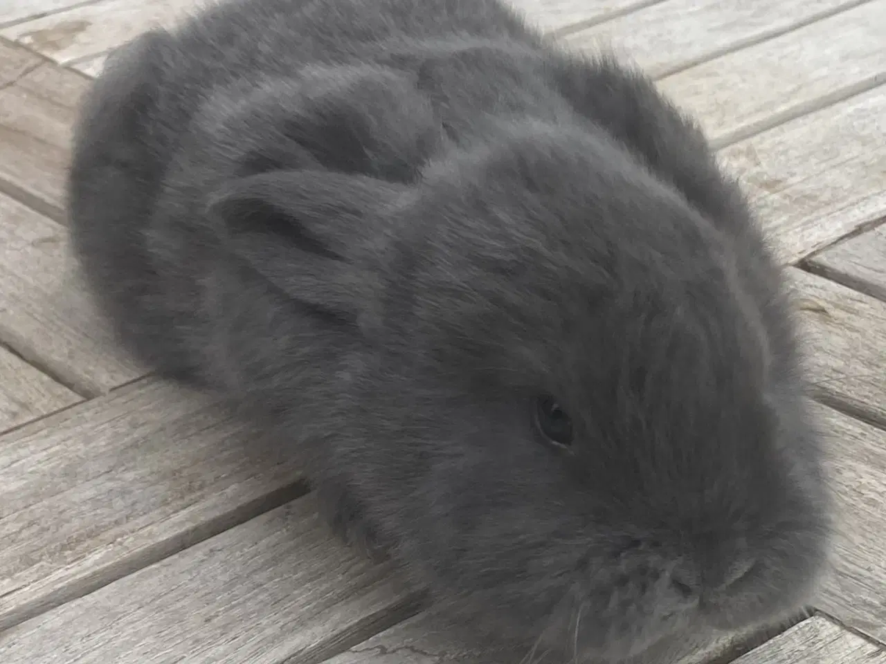 Billede 1 - FRANSK VÆDDER HAN BLÅ