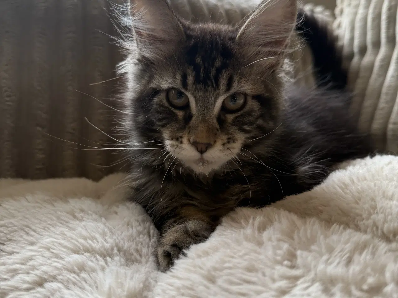 Billede 4 - Maine coon dreng med stamtavle