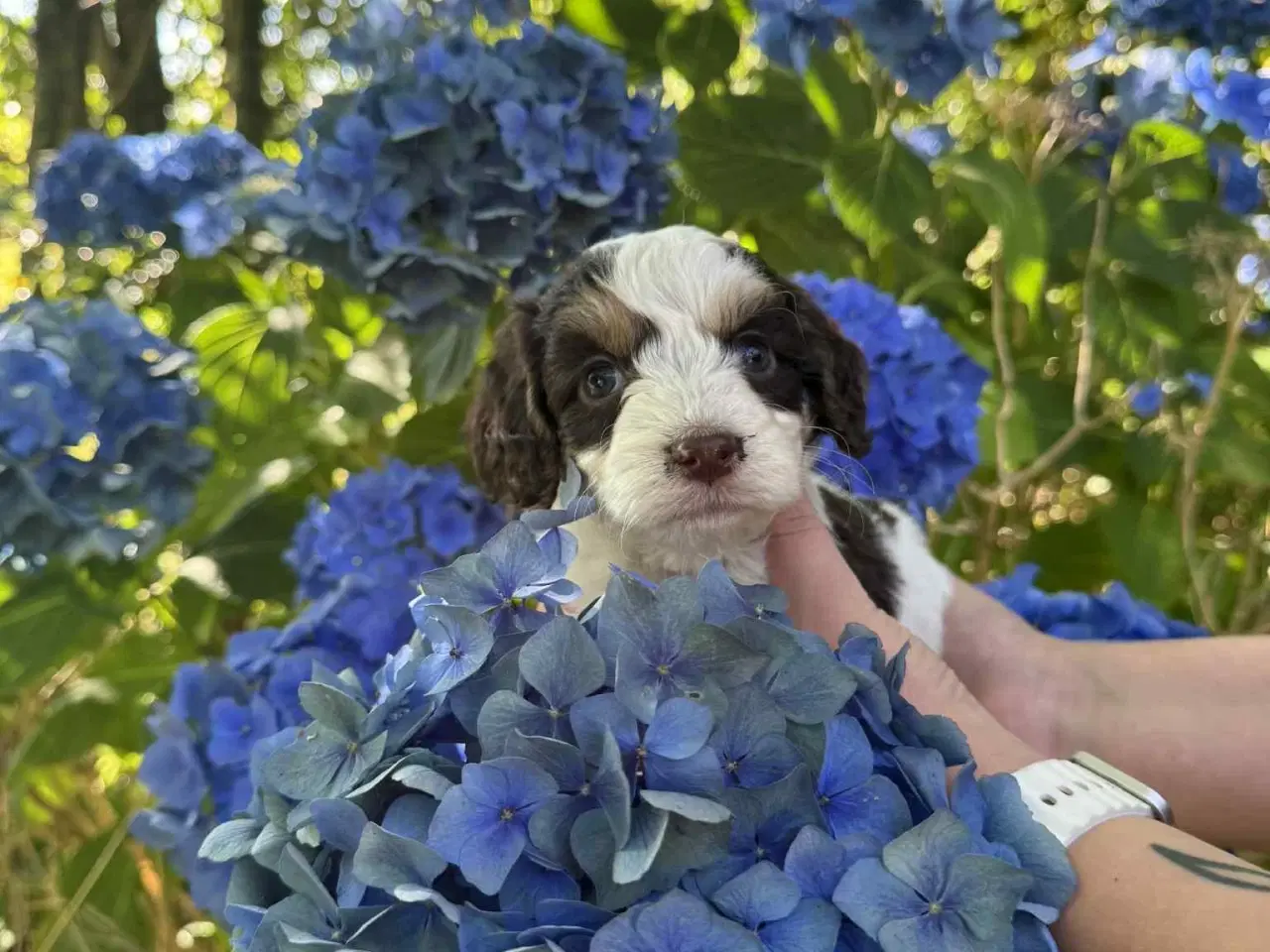 Billede 6 - Skønne Cockapoo hvalpe 